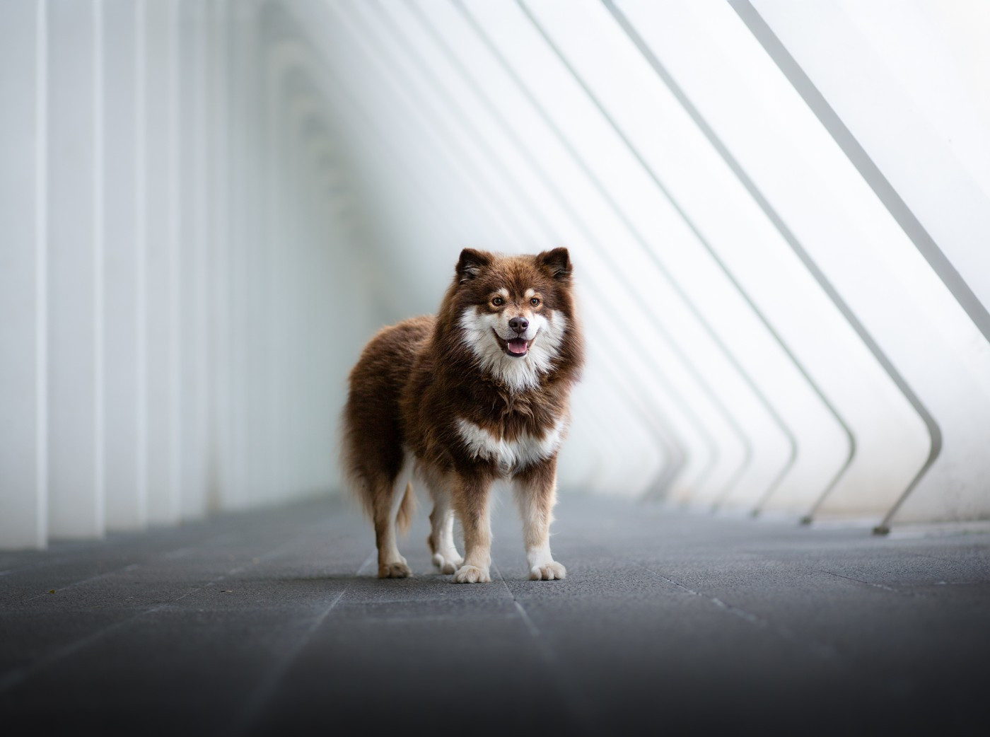 Victory Of Vanir Skirnir Vegvisir