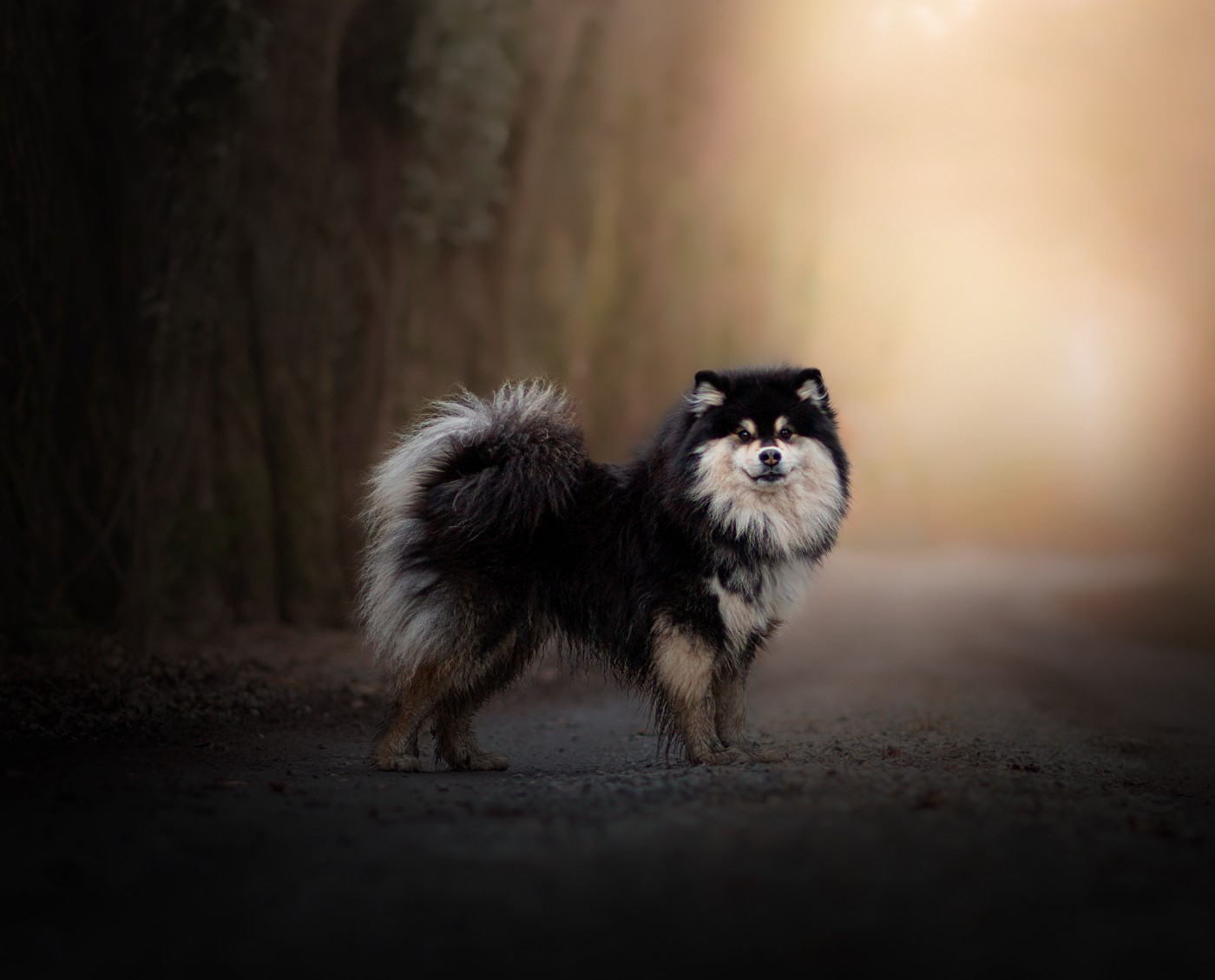 Walhalla thorbjørn Vegvisir