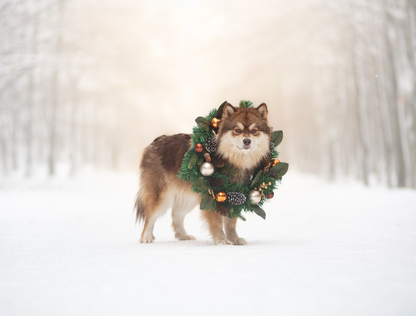 Xeglun rauni de la terre du froid