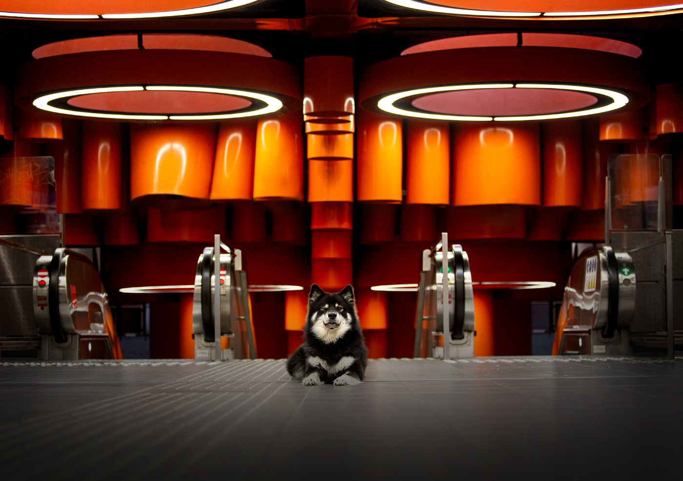 CH. O Khelyara Valhalla Balder